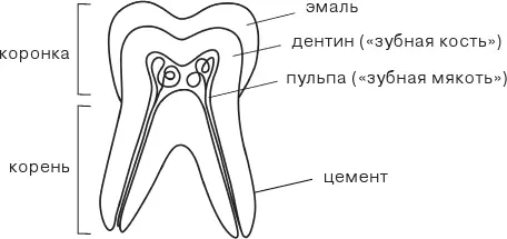 Молочный зуб условно можно разделить на две большие части коронку и корень - фото 8