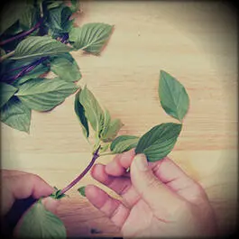 Fresh herbs choppingDepending on the purpose herbs can be fine chopped and - фото 16
