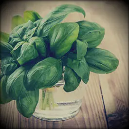 Fresh herbs choppingDepending on the purpose herbs can be fine chopped and - фото 18