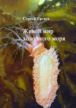 Сергей Гагаев Живой мир холодного моря обложка книги