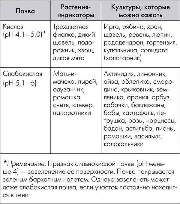 Это интересно одуванчик мать и мачеха индикаторы влажных глинистых почв - фото 3