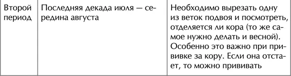 При прививке надо учитывать расположение ветвей чем круче вверх направлена - фото 21