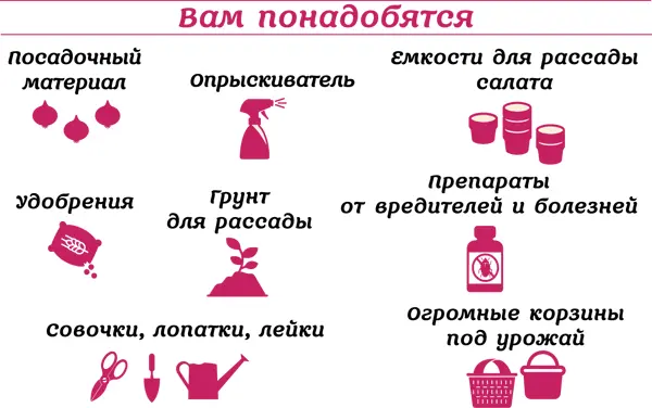 Многообразие луков и особенности их выращивания Лук чеснок и зелень - фото 2