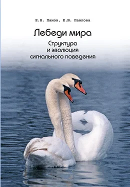 Е. Павлова Лебеди мира. Структура и эволюция сигнального поведения обложка книги