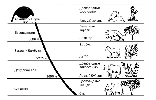 Рис 4Сравнение видов животных и растений вдоль шкалы высот в Кении Африка - фото 5