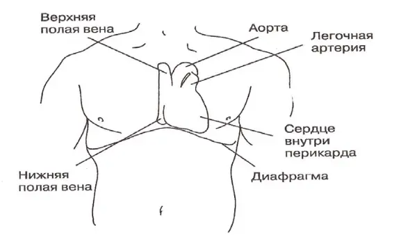 Рис 21 Положение сердца в грудной клетке Синергетика обеспечивающая - фото 1