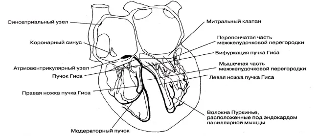 Рис 23 Проводящая система сердца Например увеличение массы левого - фото 3