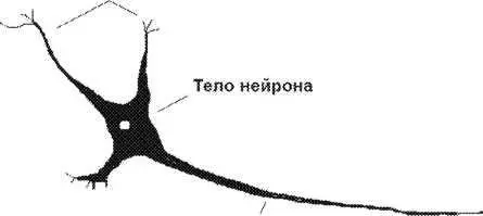 Структурной единицей нервной системы является крупная специализированная клетка - фото 1