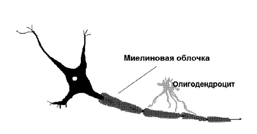 Миелиновая оболочка требует постоянного обновления и пополнения необходимыми - фото 3