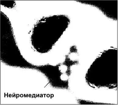 Нейромедиаторами нейротрансмиттерами могут быть низкомолекулярные белки - фото 6