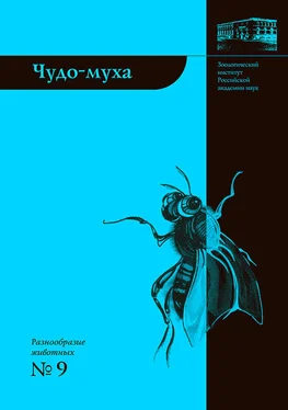 Елена Виноградова Чудо-муха обложка книги