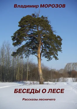 Владимир Морозов Беседы о лесе. Рассказы лесничего обложка книги