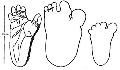 Рис 1 слева Gorilla beringei из книги Уильям Кинг Грегори Evolution - фото 44