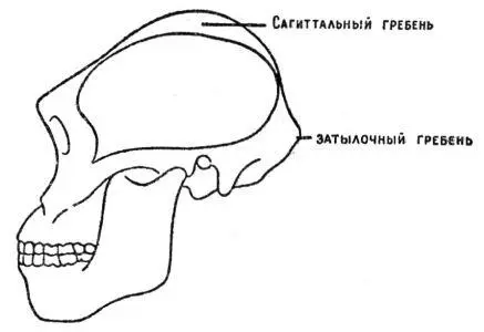 Рис 6Реконструкция черепа Paranthropus crassidens схема 16 натуральной - фото 47