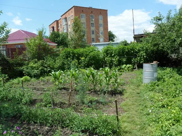 Здесь и далее фото Игоря Васильева Уцелел огурец белопупый молодец Выстоял - фото 1