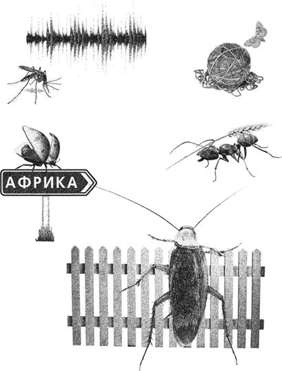 Притча об алой букашке Алую половинку горошины ползающую на шести черных - фото 1