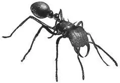 Нервные узлы мозг муравьев совсем крошечные гораздо меньше булавочной - фото 3