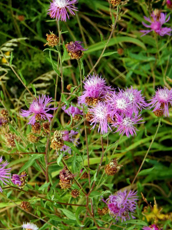 Василек луговой сорняк или лечебное растение Centaurea jacea Волошка - фото 11