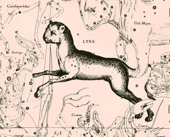 А I1 Созвездие Рысь LYNX из Атласа Uranographia Яна Гевелия 1690 года - фото 1