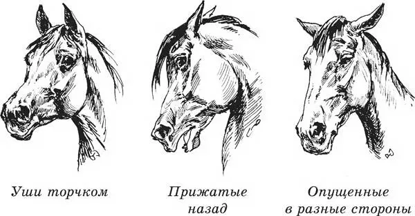 Три положения ушей лошади Наглядным индикатором настроения лошади являются - фото 20