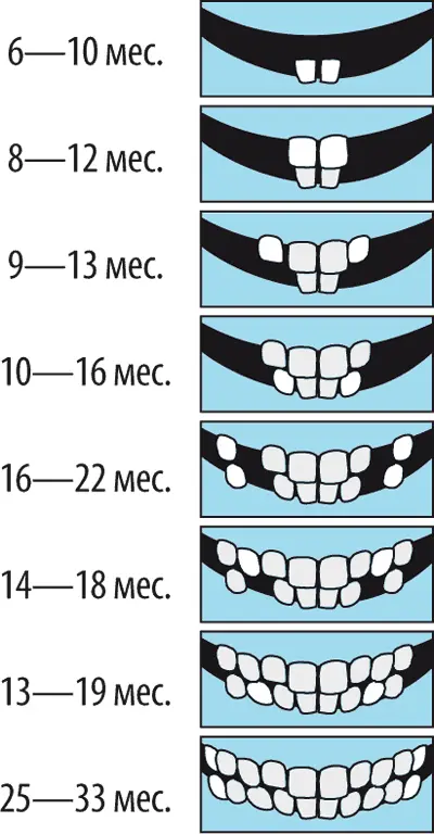 Обратите внимание Отклонение от среднестатистических норм прорезывания - фото 23