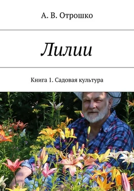 А. Отрошко Лилии обложка книги