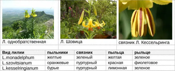 Значительный интерес к культуре лилий в саду проявился с середины XIX в когда - фото 4