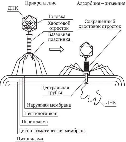 Рис 11 Начальные этапы взаимодействия фага с оболочкой бактерии по Воробьев - фото 22