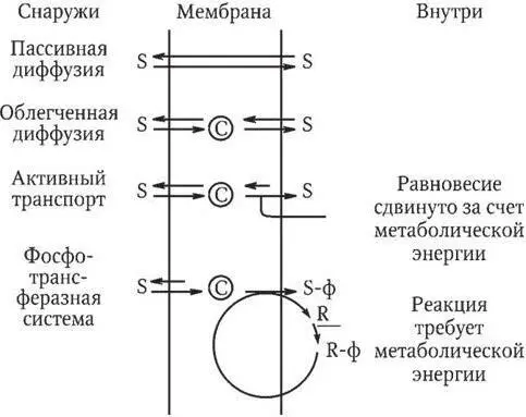 Рис 12 Проникновение питательных веществ в бактериальную клетку Различная - фото 34