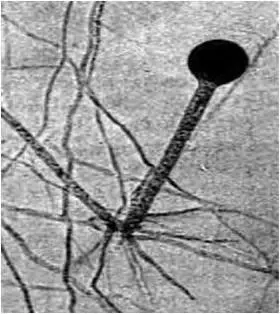 Рис 16 Морфология грибов рода Rhizopus класс Zygomycetes Вирусы не - фото 38