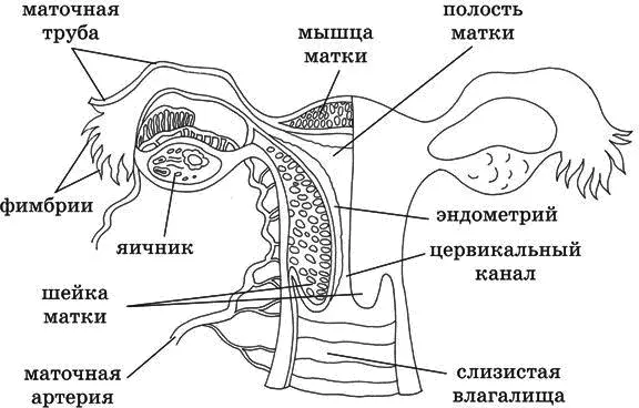 Рис 2 Строение внутренних половых органов Шейка матки трубчатый орган - фото 2