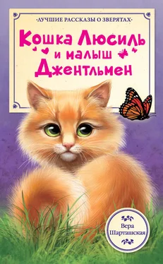 Вера Шарташская Кошка Люсиль и малыш Джентльмен обложка книги