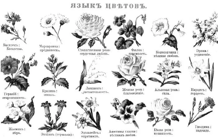 Язык цветов из старинной книги Когда нужно положить конец чьимто излишне - фото 29
