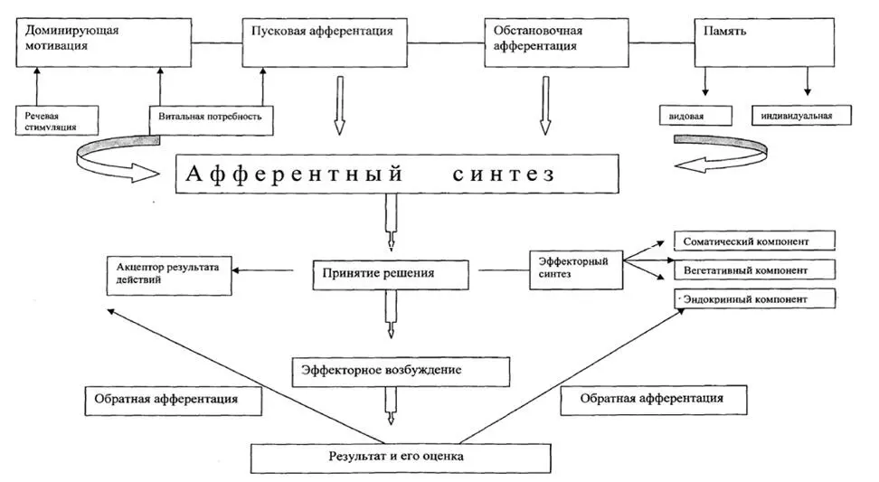 Рис1 Общая архитектура функциональной системы представляющая собой основу - фото 1