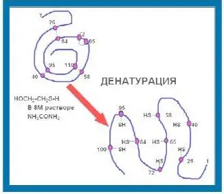 14 Биуретовая реакция Биуретовая реакция качественная на все без исключения - фото 5