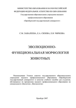 Светлана Завалеева Эволюционно-функциональная морфология животных обложка книги