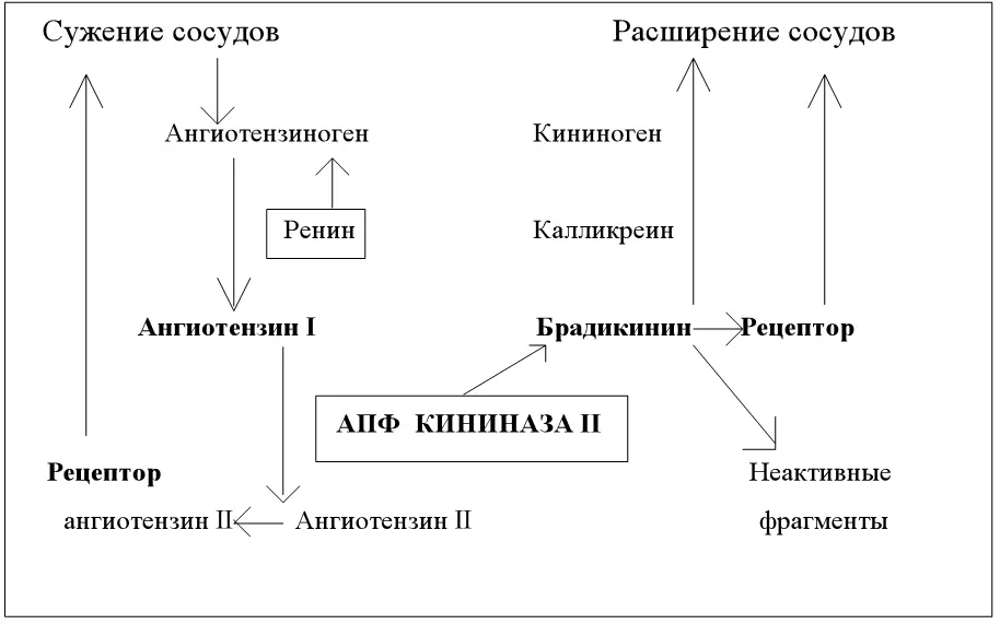 Рис 1 Патогенетическая роль АПФ в развитии АГ Рис 2 Значение гуморальных - фото 1