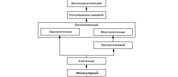 Молекулярногенетический уровень Элементарные структуры коды наследственной - фото 2