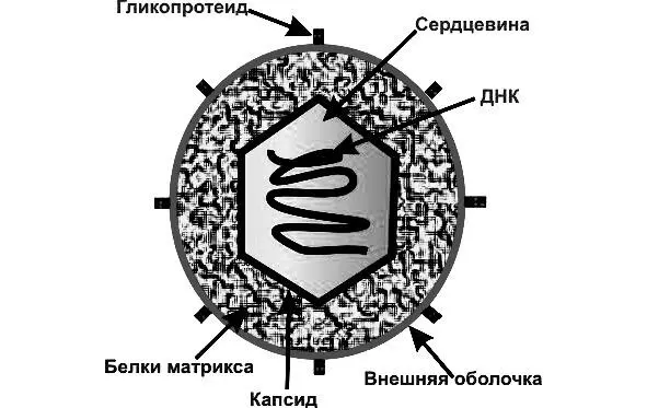Рис 1Строение ДНКсодержащего вируса Проникнув в клетку хозяина вирусы - фото 3