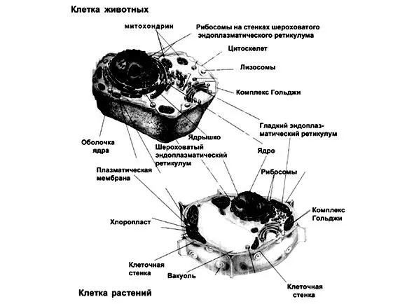 Рис 2Строение животной и растительной клетки Итак возникновение клетки - фото 5