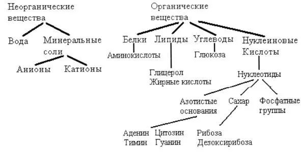 Обратим внимание Все химические компоненты клетки вне зависимости от их - фото 6