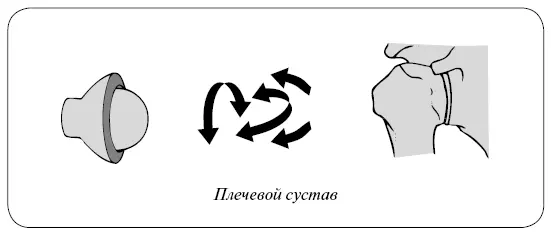 Шарнирноукрепленный сустав В этом суставе движение возможно только в одной - фото 2