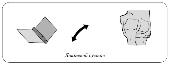 Седловидный сустав Название суставов говорит само за себя За счет формы - фото 3