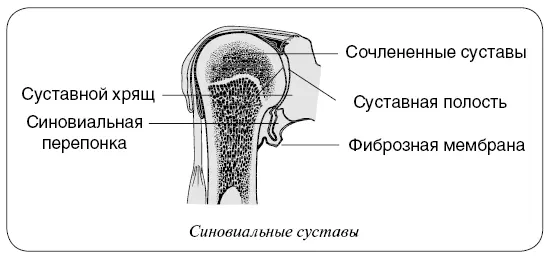 Хрящ Суставные окончания костей покрыты тонким слоем гладкого вещества - фото 10