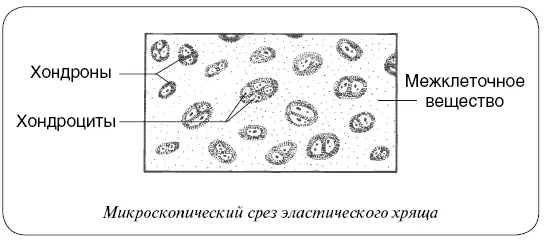 Хрящ обладает такими важными свойствами как упругость и эластичность - фото 11