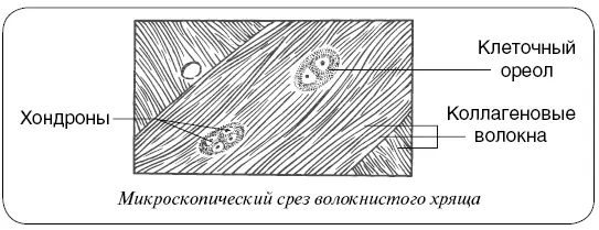 Хрящ осуществляет подгонку соприкасающихся костей и выполняет основную роль - фото 12