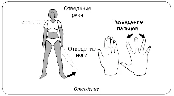 Противоположностью отведения является приведение или сведение вместе - фото 20