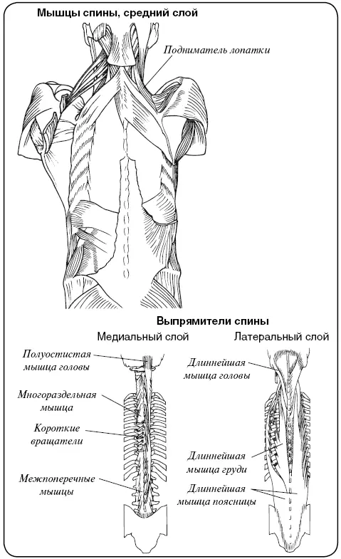 Мышцы выпрямляющие туловище крестцовопозвоночные мышцы лежат по обе - фото 6