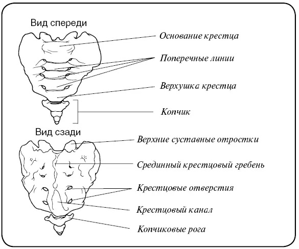 Верхняя суставная поверхность крестца в поясничнокрестцовом суставе соединяется - фото 3