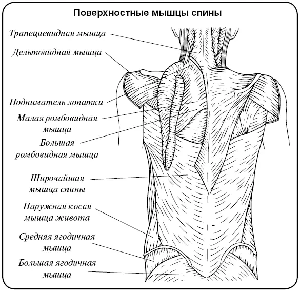Мышцы выпрямляющие туловище крестцовопозвоночные мышцы лежат по обе - фото 5
